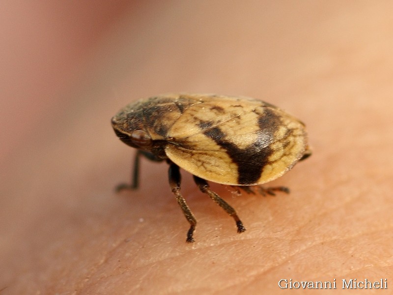 Lepyronia coleoptrata (Cicadomorpha Aphrophoridae)